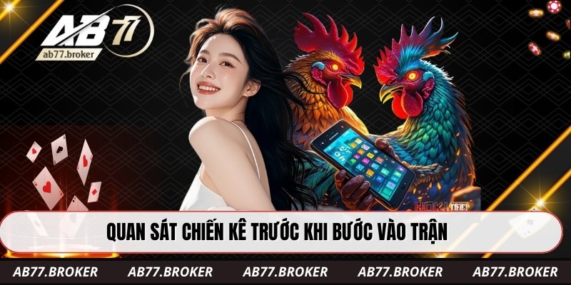 Quan sát chiến kê trước khi bước vào trận