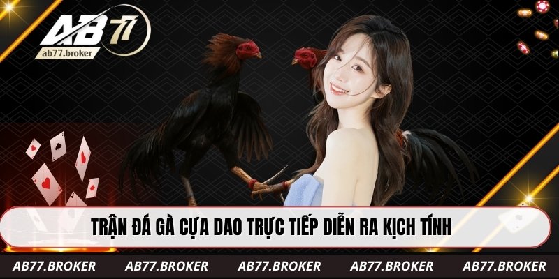 Trận đá gà cựa dao trực tiếp diễn ra kịch tính