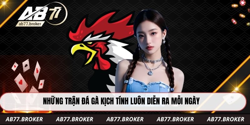 Những trận đá gà kịch tính luôn diễn ra mỗi ngày